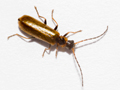 Rhagonycha lutea